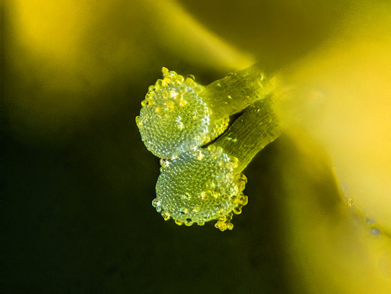 Gul snerre (Galium verum). To grifler med en nupret overflade af støvfang og små gule pollenkorn.
