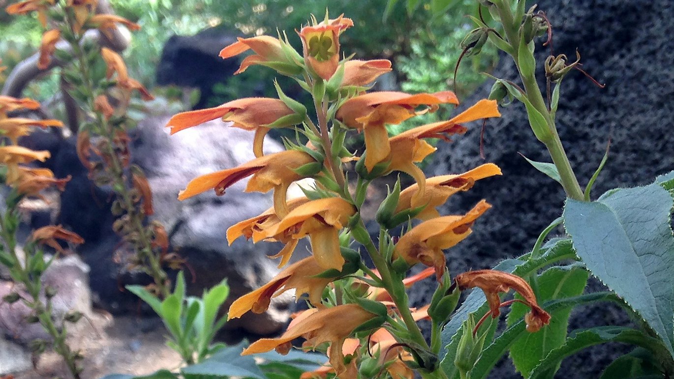 Kanarisk fingerbøl (Digitalis canariensis)
