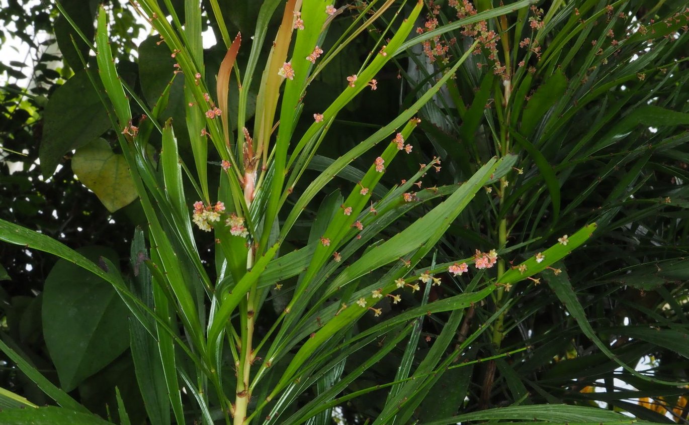 Busk-myrobalan - (Phyllanthus arbuscula)