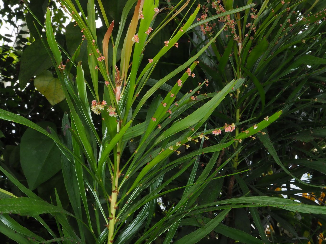 Broad-leaved Phyllanthus - (Phyllanthus arbuscula)