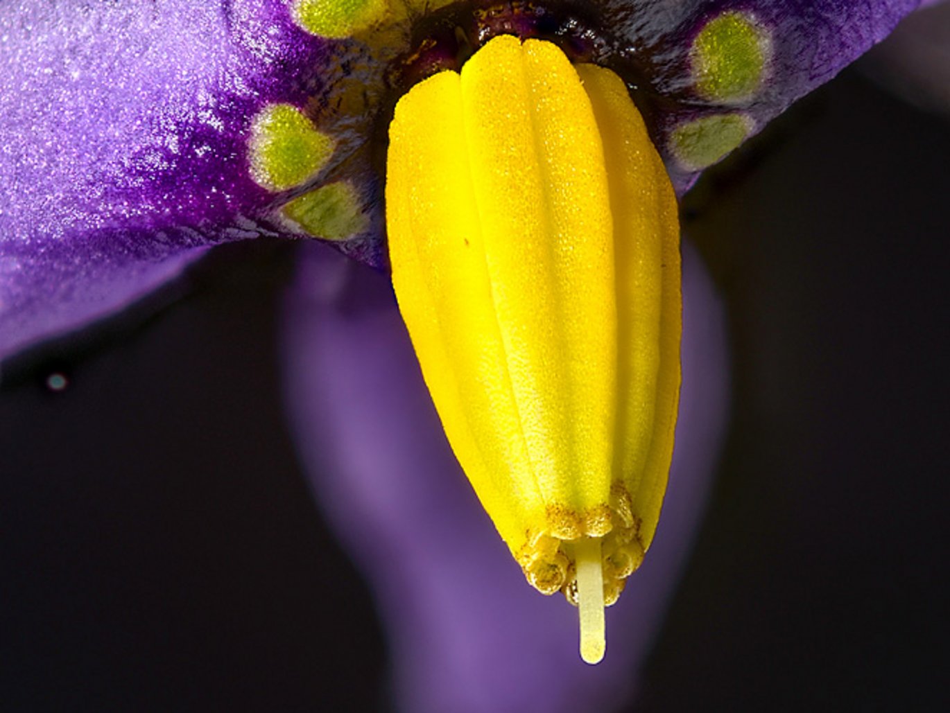 Bittersød natskygge (Solanum dulcamara)
