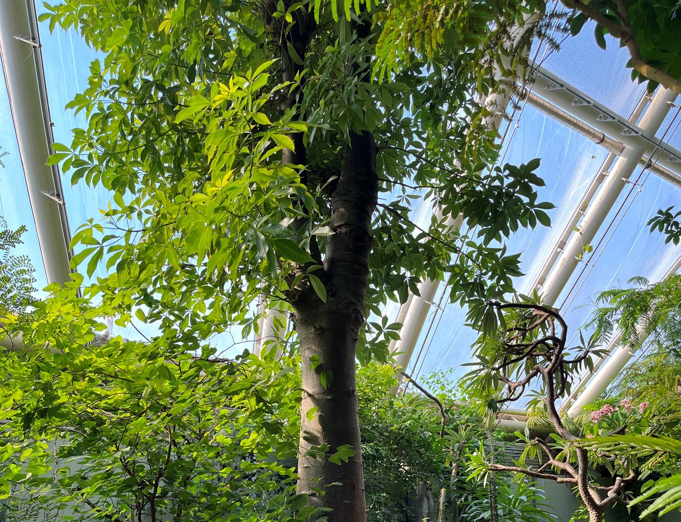 Baobab-træ i Væksthusene i Aarhus