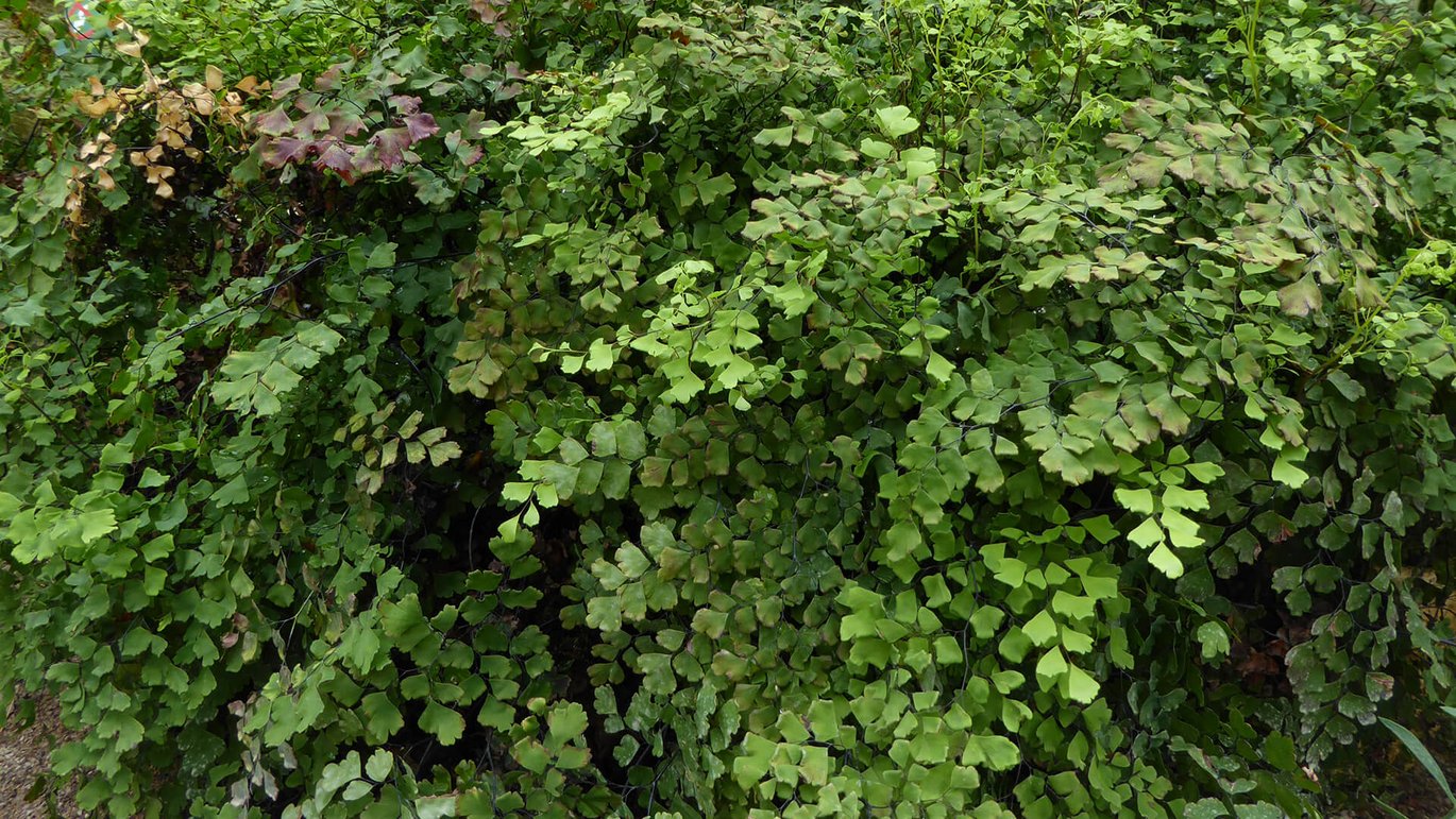 Almindelig venushår (Adiantum raddianum) 