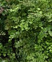 Delta maidenhair fern (Adiantum raddianum)