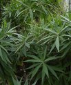 Pride of Madeira (Echium candicans)