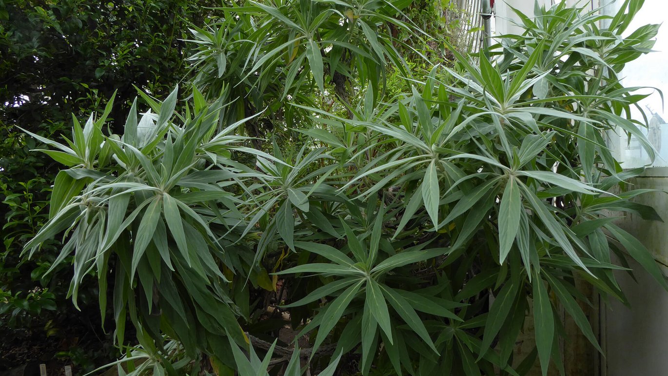 Hvid slangehoved (Echium candicans)