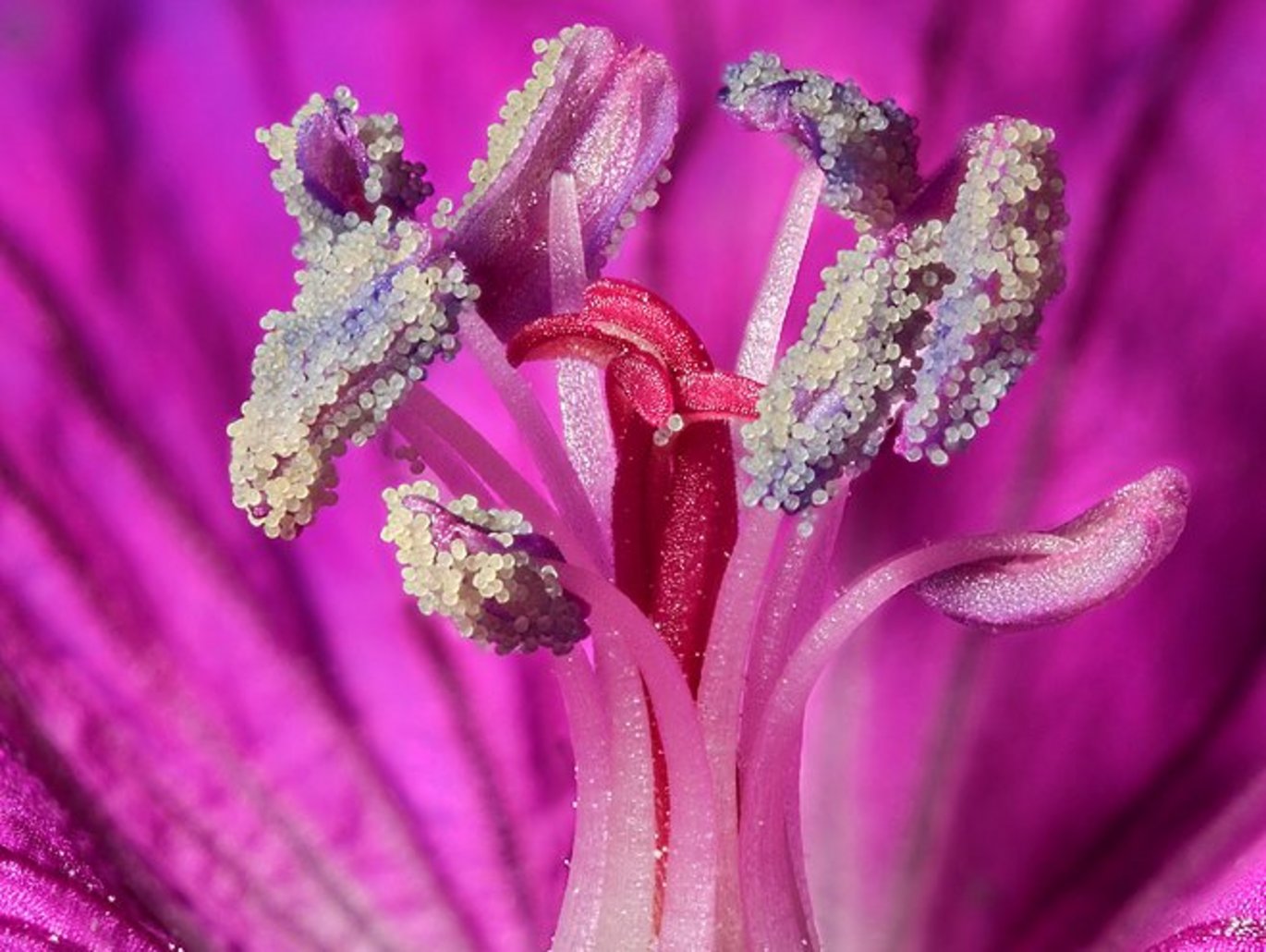 Blodrød storkenæb (Geranium sanguineum). Midtens røde grifler er omgivet af otte støvblade med gulligt og blåt pollen. Foto: Jens H. Petersen  