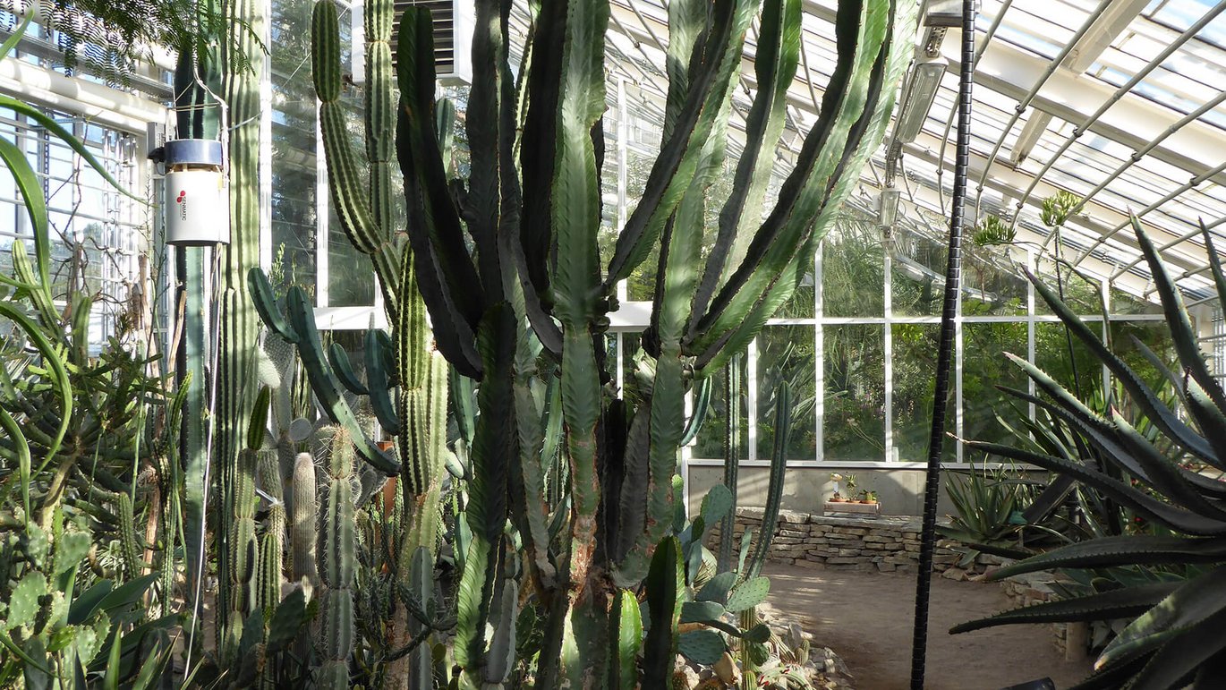 Kandelaber-vortemælk - Euphorbia candelabrum