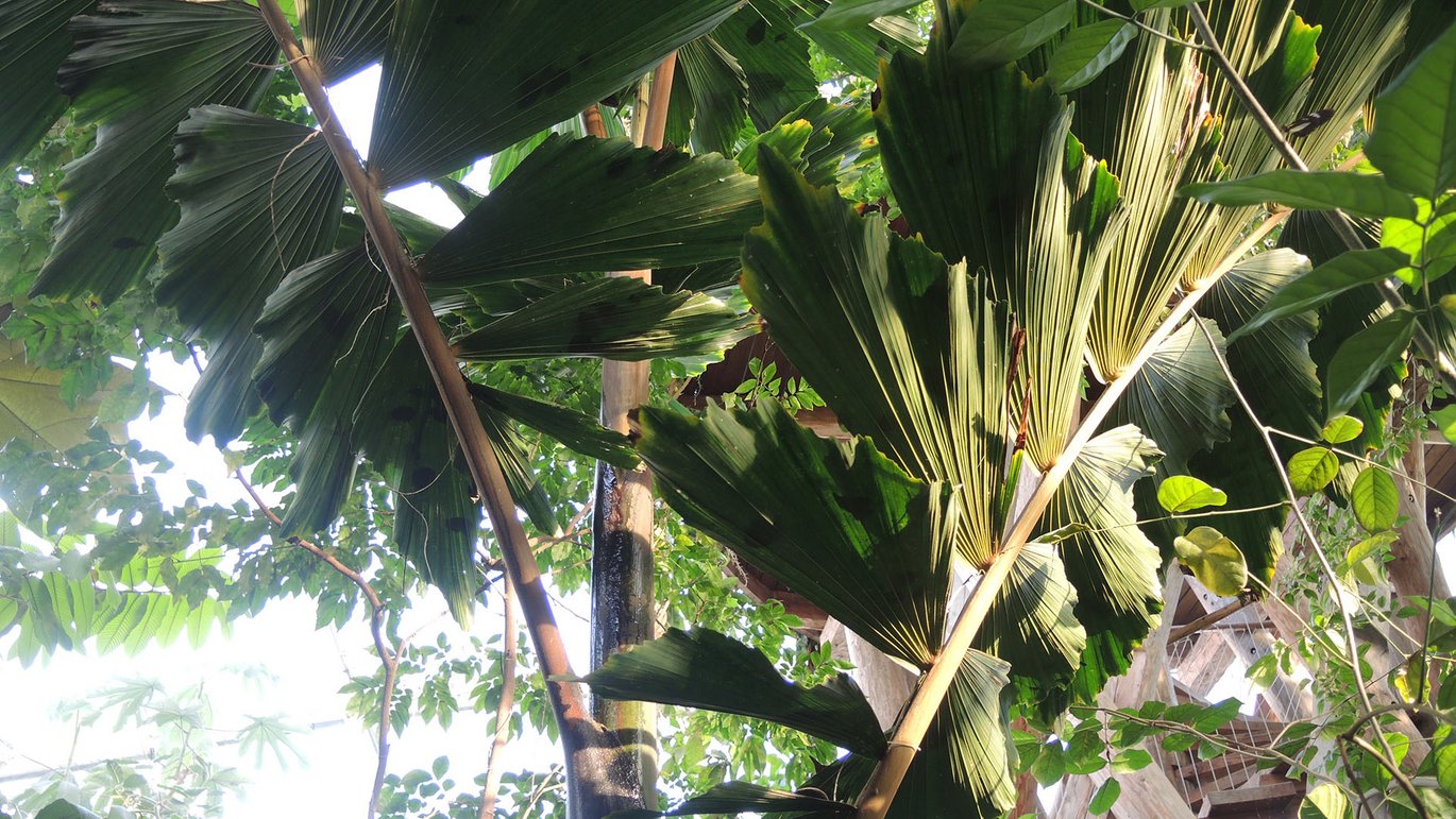 Mammutpalme (Iriartea deltoidea)