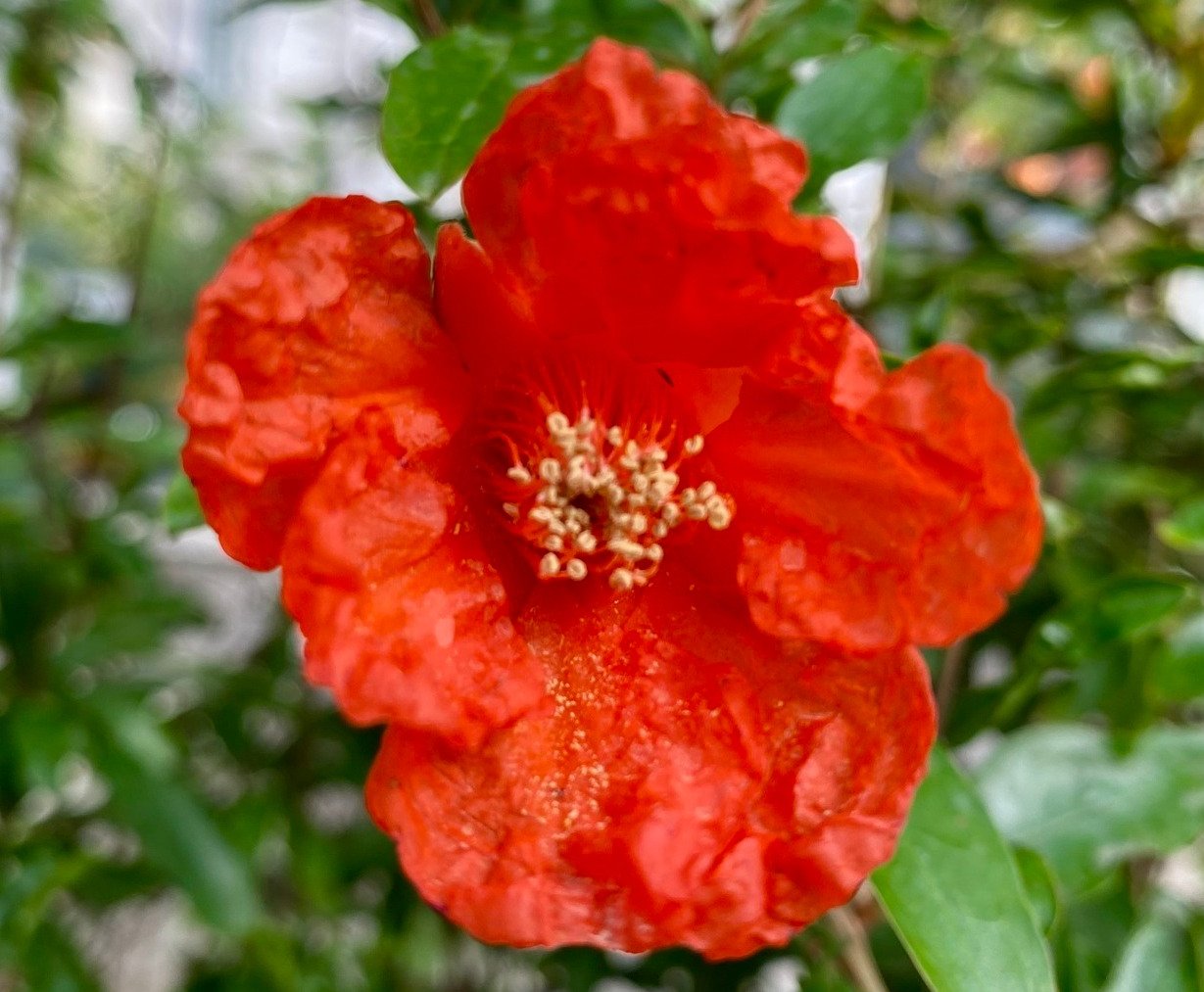 Pomegranate flower