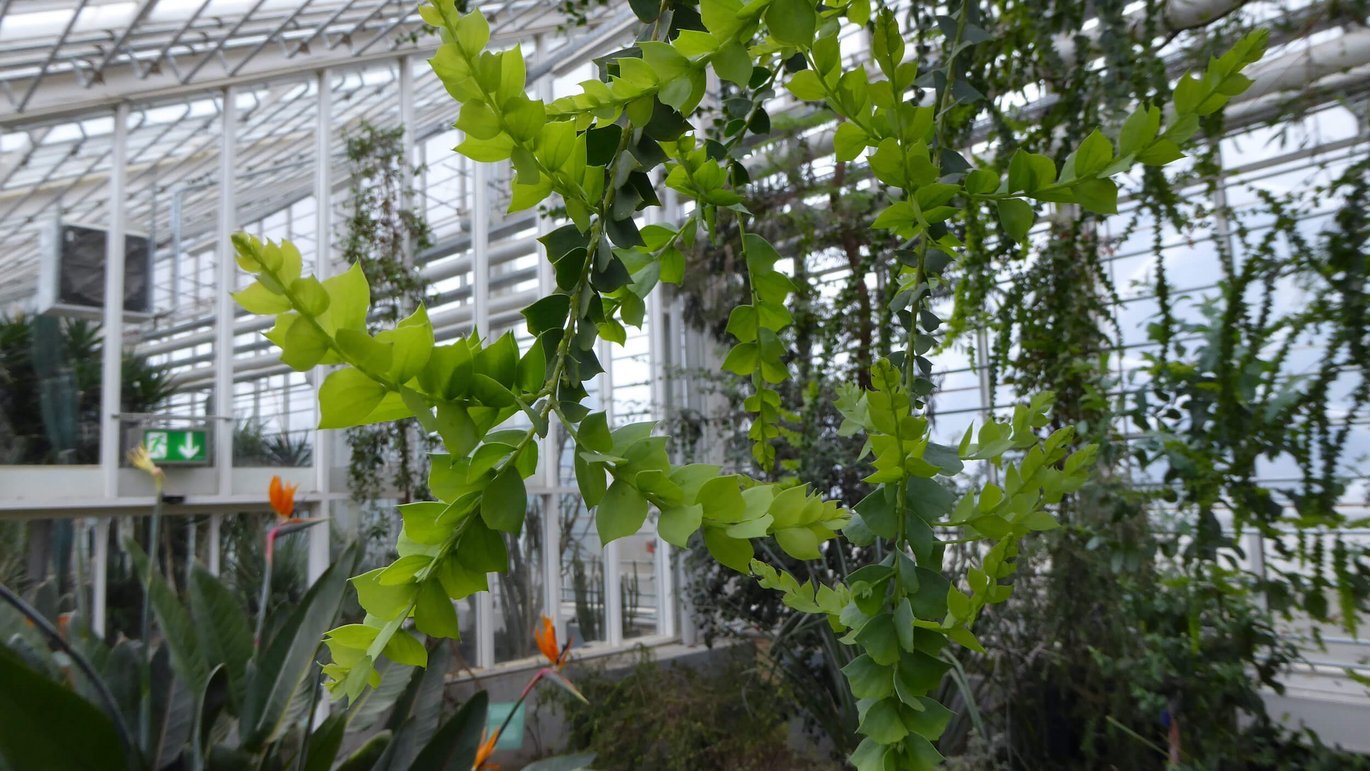 Knife-leaf wattle