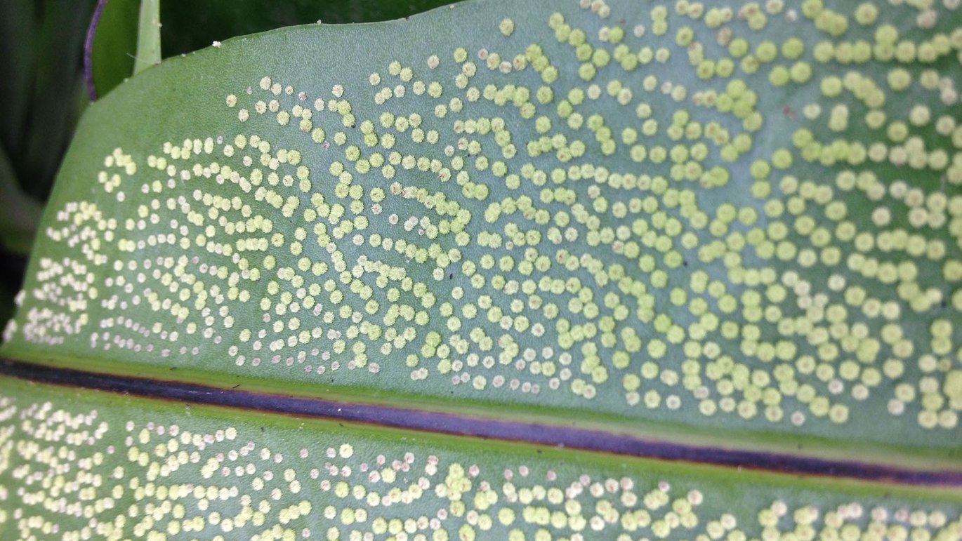 Prikbladet vortebregne (Microsorum punctatum)