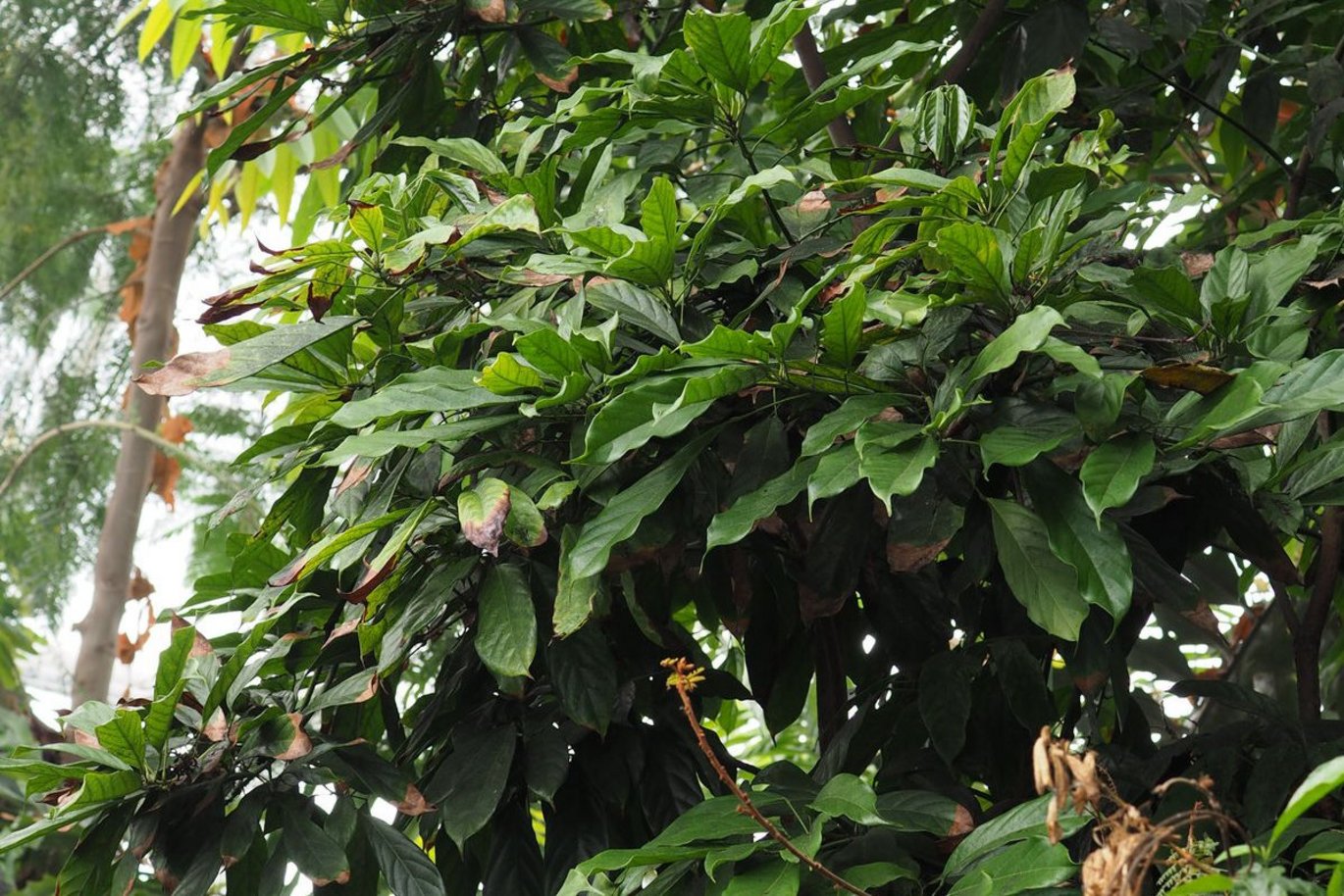 Kolatræ (Kola acuminata)