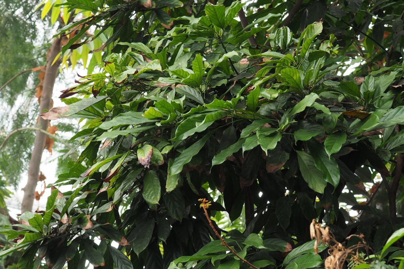 Cola tree