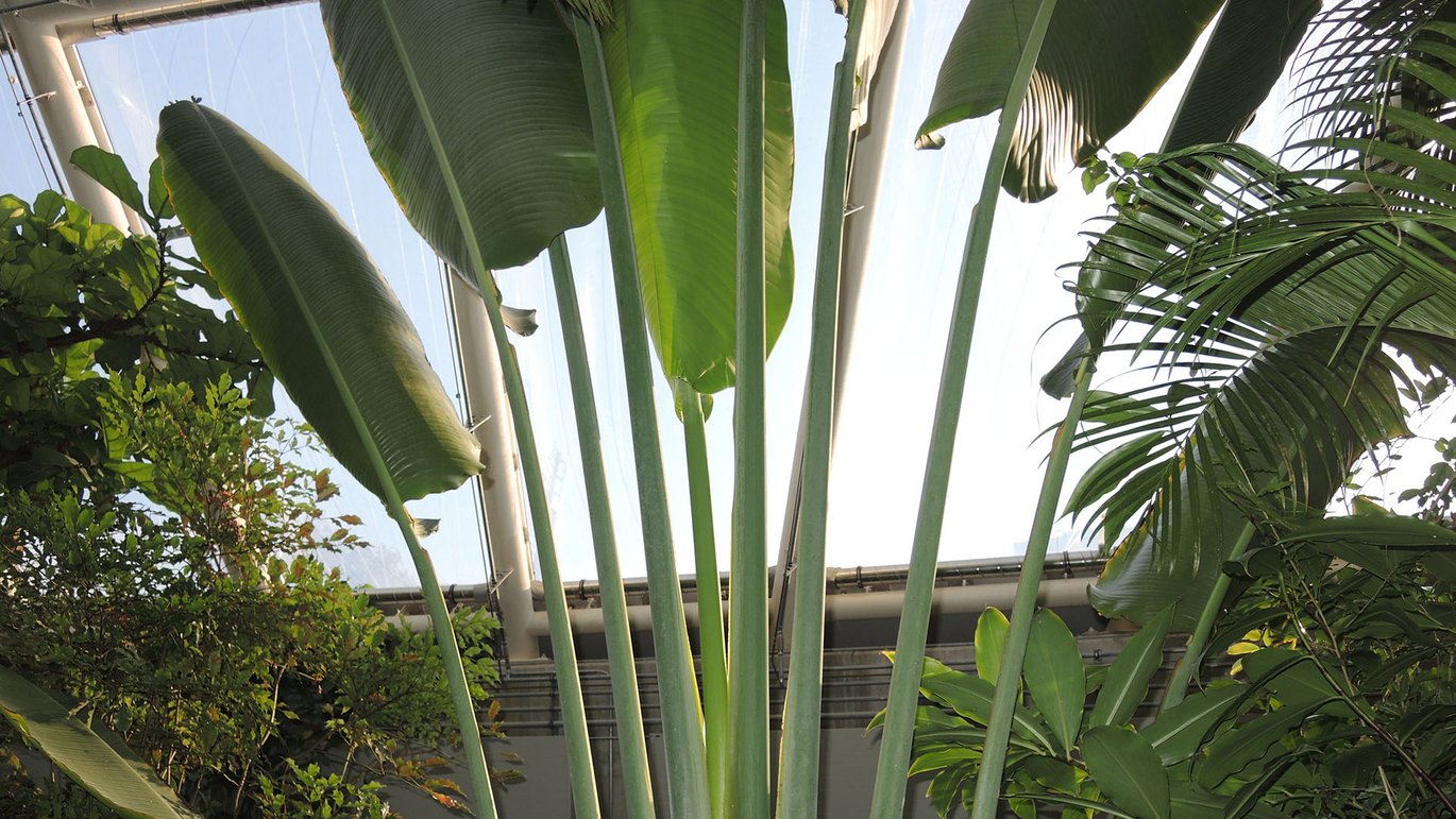 De rejsendes træ (Ravenala madagascariensis)