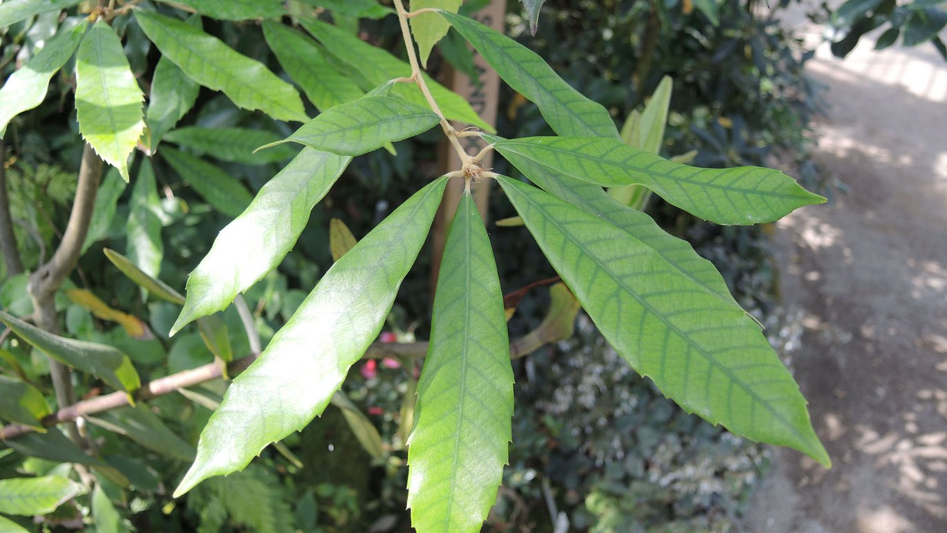 Rødbarket eg (Quercus gilva)