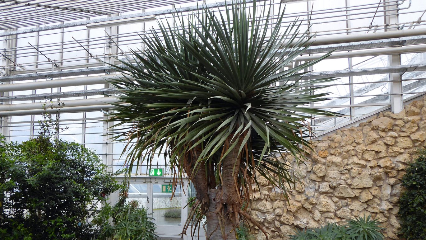 Dragon tree in the Mediterranean house in the Greenhouses in Aarhus
