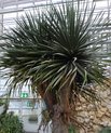 Dragon tree in the Mediterranean house in the Greenhouses in Aarhus