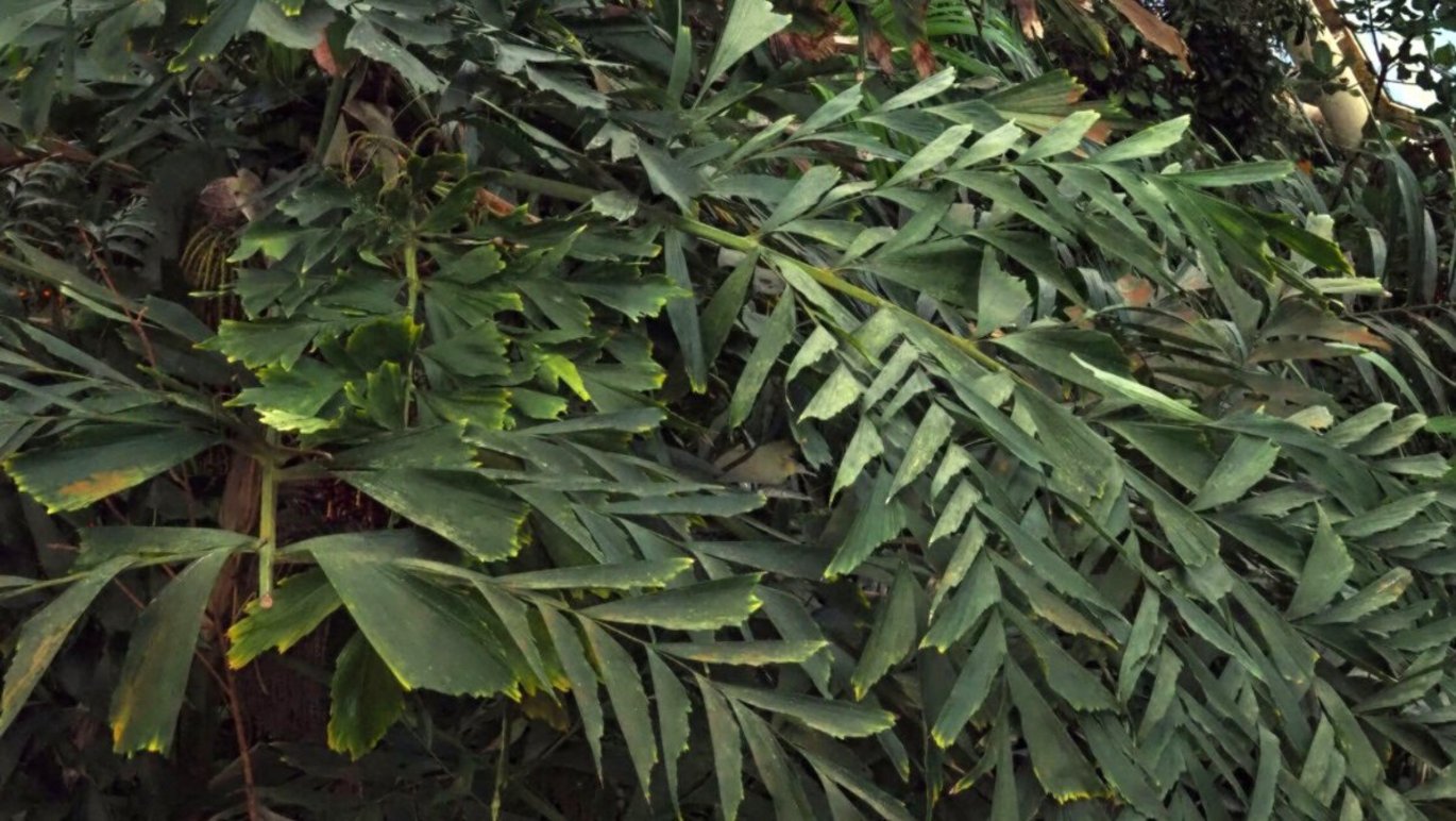 Fishtail palm (Caryota mitis)
