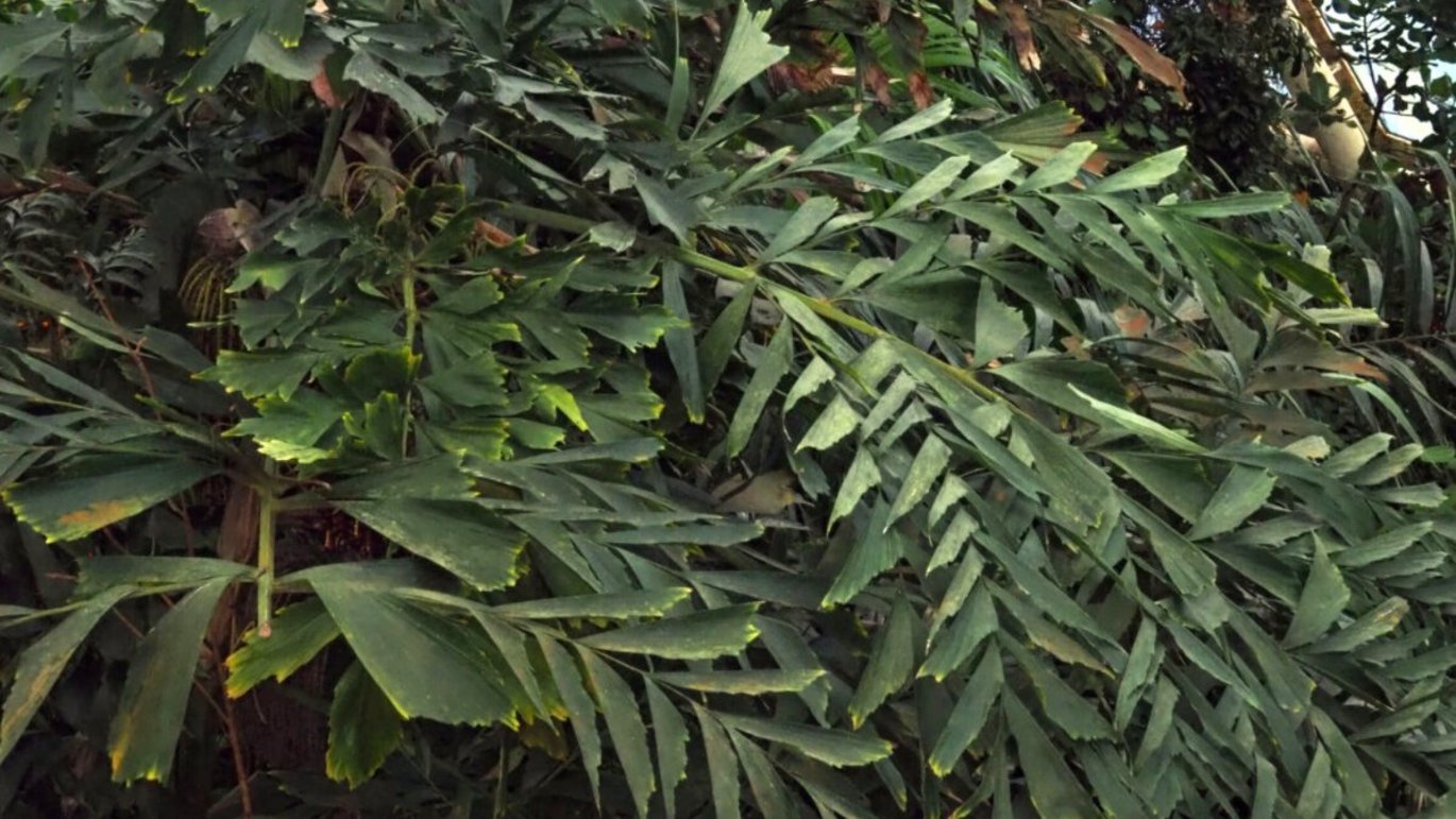 Fiskehalepalme (Caryota mitis)
