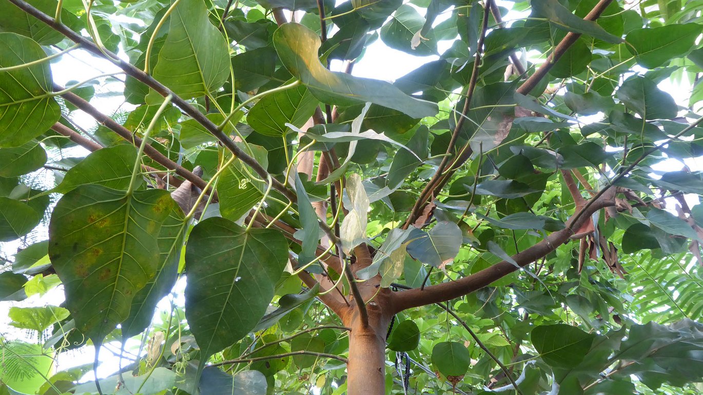 Buddha-figen (Ficus religiosa)