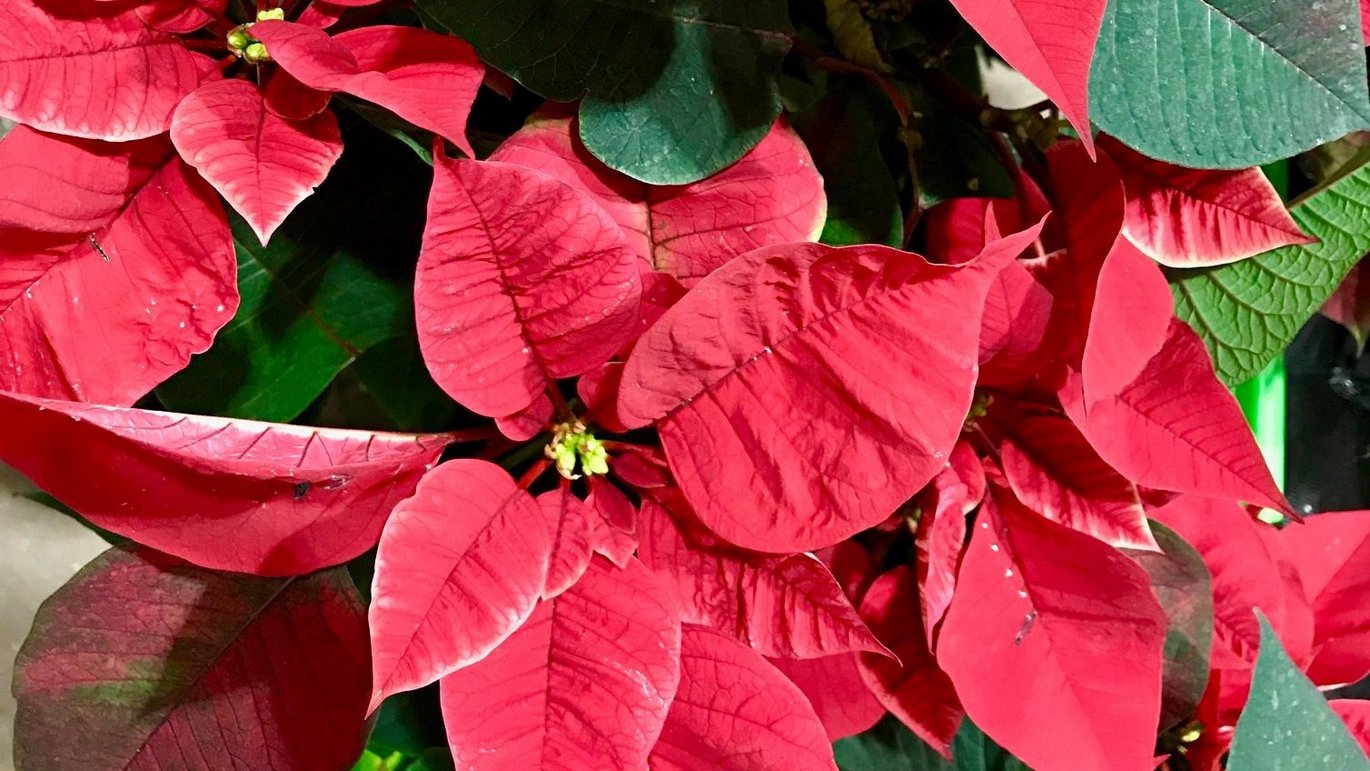 Julestjerne (Euphorbia pulcherrima)