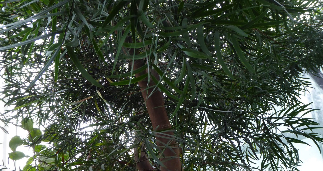 Stornålet sydtaks (Podocarpus macrophyllus)
