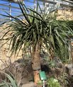 Dragon tree