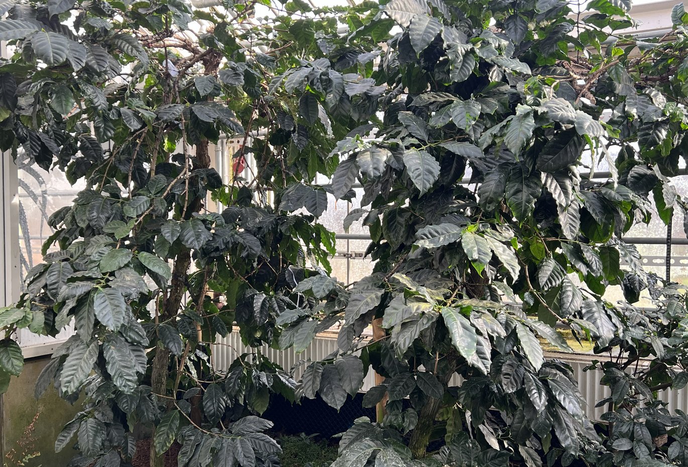 Kaffe - (Coffea arabica)