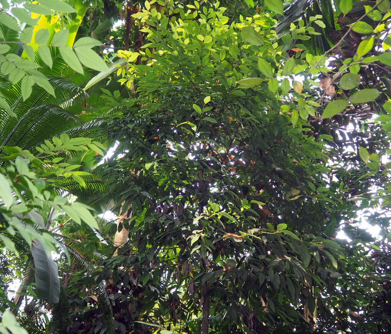 Nutmeg (Myristica fragrans) in the Greenhouses in Aarhus.