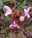 Eng-troldurt (Pedicularis palustris)
