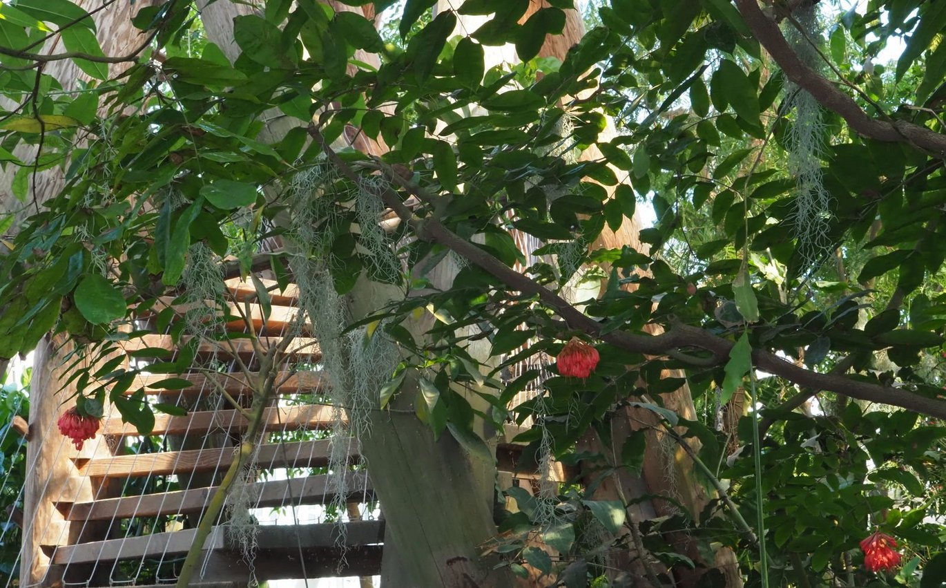 Højrød flammebønne (Brownea grandiceps)