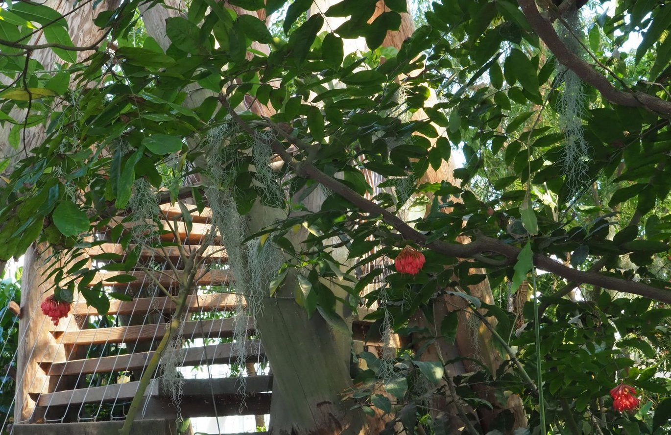 Scarlet flame bean (Brownea grandiceps)