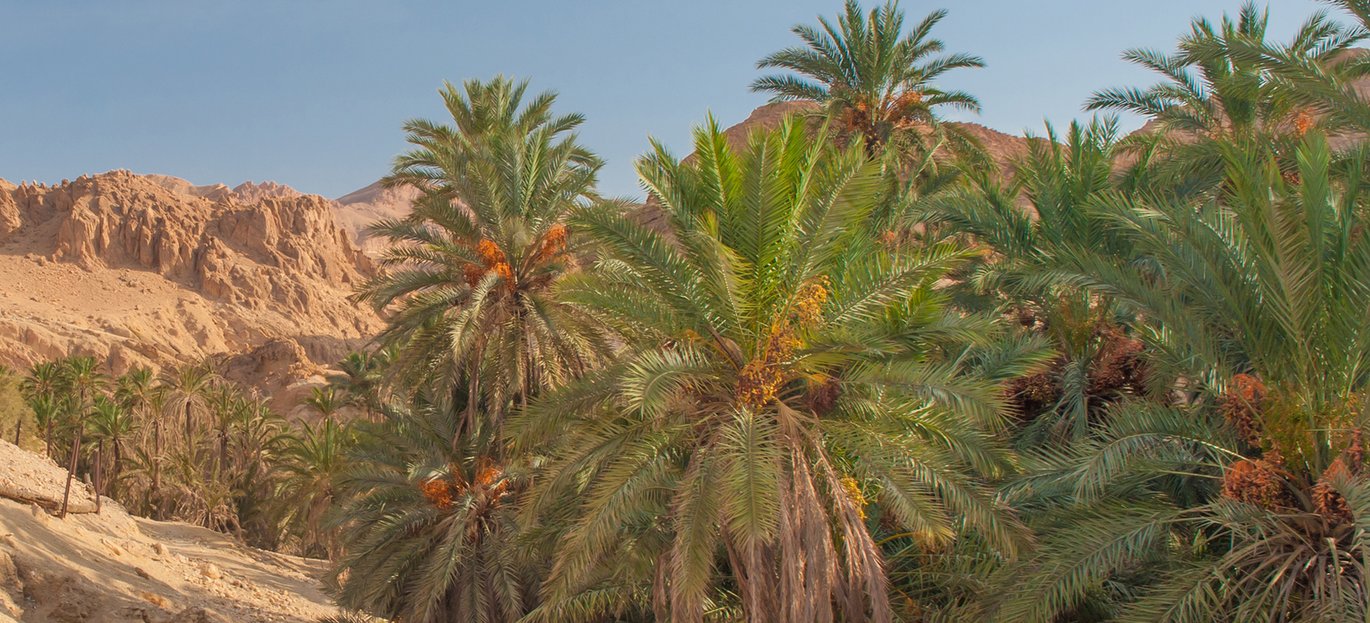Oasis with date palms (Phoenix dactylifera) in the desert