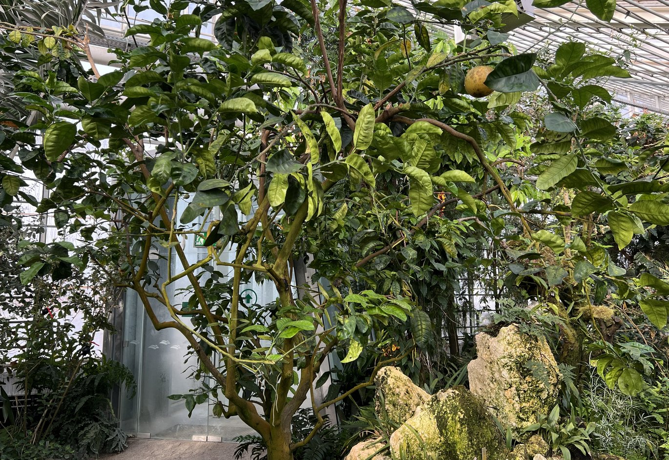 Pomelo - (Citrus maxima)