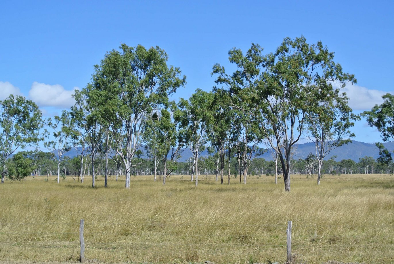 Blue gum trees