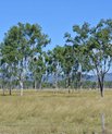 Blue gum trees