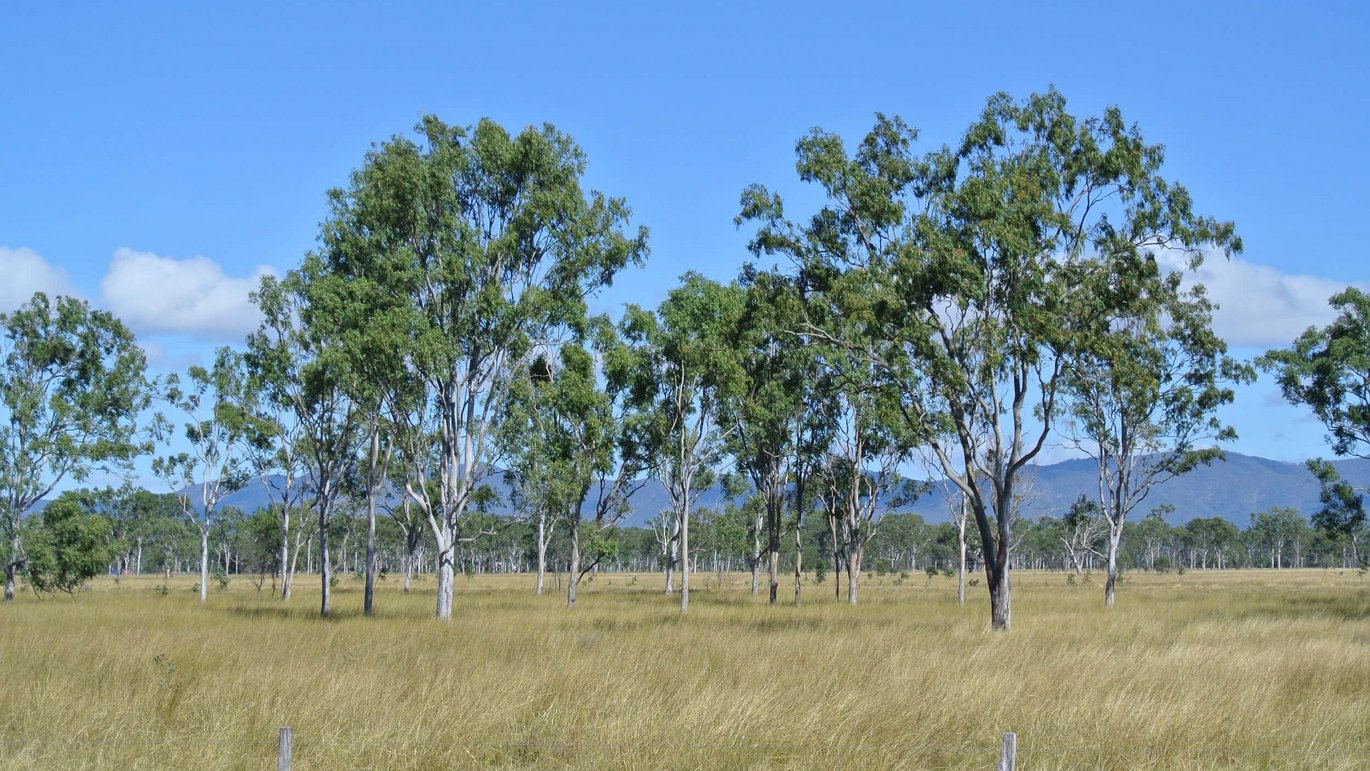Eucalyptus trees