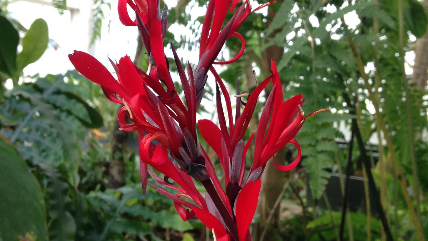 Spiselig kanna (Canna indica)