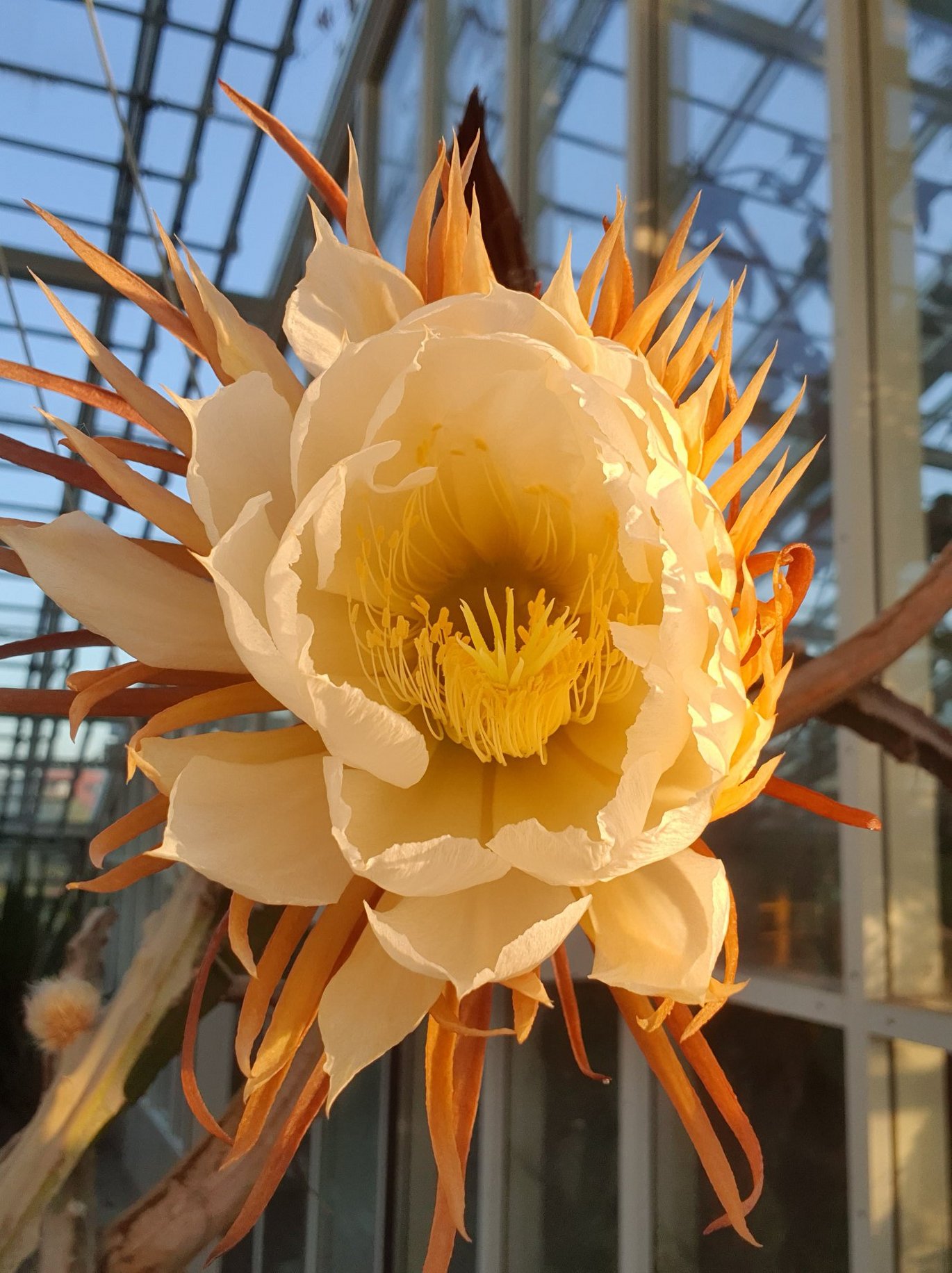 Flower of Queen of the night