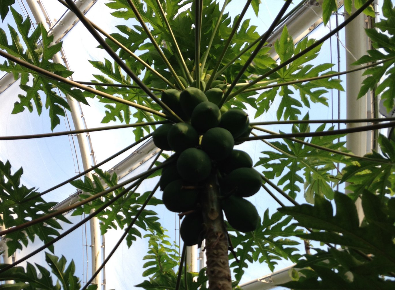 Papaya with unripe green fruits growing directly on the stem just below the crown of leaves.
