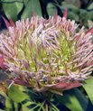 Blomst af konge-protea