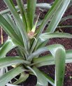 Pineapple plant with flower spike