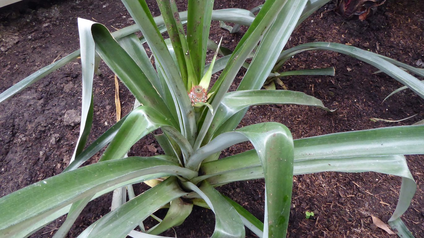 Pineapple plant with flower spike