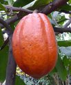 A fruit from the cacao tree