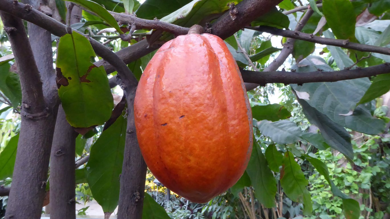 A fruit from the cacao tree