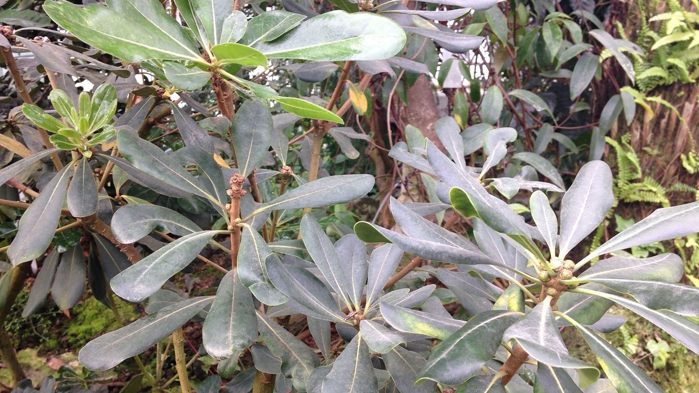 Ægte klæbefrø (Pittosporum tobira)