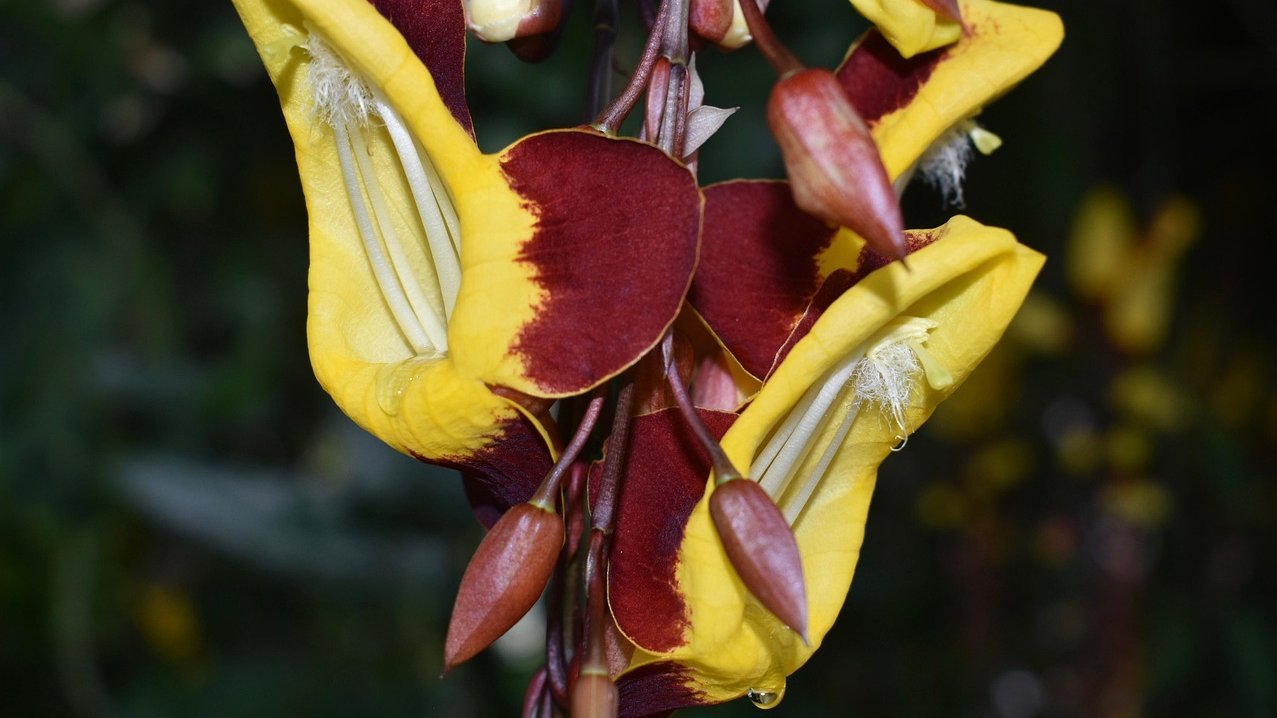 Indisk slangeblomst, blomsterne helt tæt på