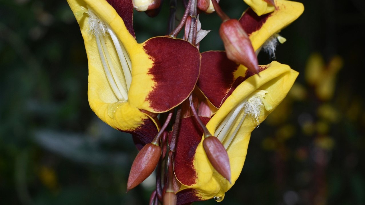 Indian clock vine, close up of the flowers