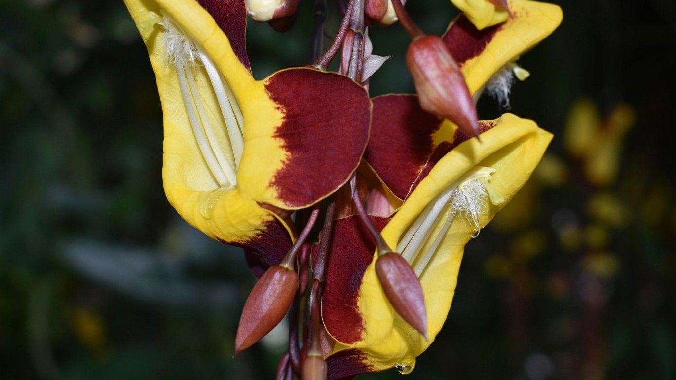 Indian clock vine (Thunbergia mysorensis)